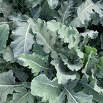 Load image into Gallery viewer, Broccoli, 'Broccolo Fiolaro di Creazzo' – photo 6
