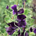 Load image into Gallery viewer, Sweet Pea, 'Just Jenny' – photo 2
