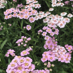 Load image into Gallery viewer, Siberian Yarrow, 'Love Parade'
