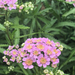 Load image into Gallery viewer, Siberian Yarrow, 'Love Parade' – photo 2
