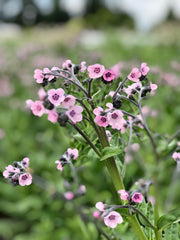 Load image into Gallery viewer, Forget-Me-Not, Chinese, 'Mystery Rose'
