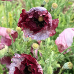 Load image into Gallery viewer, A close-up image of Shirley poppy flowers with deep pinkish-red petals that are often striped and speckled with grey and cream.
