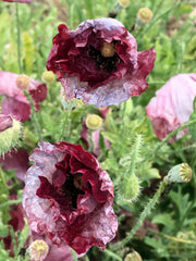 Load image into Gallery viewer, A close-up image of Shirley poppy flowers with deep pinkish-red petals that are often striped and speckled with grey and cream.
