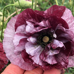Load image into Gallery viewer, Poppy, Shirley, 'Pandora' – photo 2
