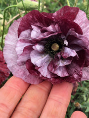 Load image into Gallery viewer, Poppy, Shirley, 'Pandora' – photo 2
