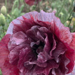 Load image into Gallery viewer, Poppy, Shirley, 'Pandora' – photo 3
