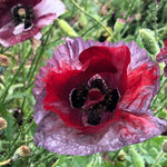 Load image into Gallery viewer, Poppy, Shirley, 'Pandora' – photo 5
