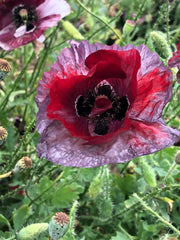 Load image into Gallery viewer, Poppy, Shirley, 'Pandora' – photo 5
