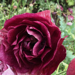 Load image into Gallery viewer, Poppy, Shirley, 'Pandora' – photo 4
