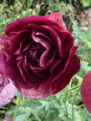 Load image into Gallery viewer, Poppy, Shirley, 'Pandora' – photo 4
