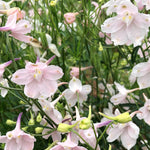 Load image into Gallery viewer, Delphinium, Chinese, 'Pink Butterfly' – photo 3
