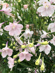 Load image into Gallery viewer, Delphinium, Chinese, 'Pink Butterfly' – photo 3
