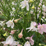 Load image into Gallery viewer, Delphinium, Chinese, 'Pink Butterfly' – photo 2
