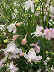 Load image into Gallery viewer, Delphinium, Chinese, 'Pink Butterfly' – photo 2
