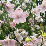 Load image into Gallery viewer, Delphinium, Chinese, 'Pink Butterfly'

