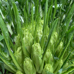 Load image into Gallery viewer, Chicory (Puntarelle di Galatina), 'Medusa'
