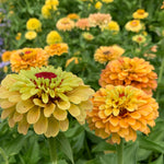 Load image into Gallery viewer, Zinnia, 'Queen Lemon Peach' – photo 2
