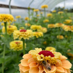 Load image into Gallery viewer, A Zinnia 'Queen Lemon Peach' flower with a creamy yellow center and peachy petals, visited by a bee, in a garden setting.
