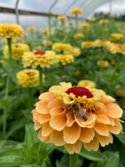 Load image into Gallery viewer, A Zinnia 'Queen Lemon Peach' flower with a creamy yellow center and peachy petals, visited by a bee, in a garden setting.
