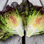 Load image into Gallery viewer, Lettuce, 'Queen of Hearts' – photo 2
