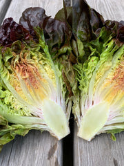 Load image into Gallery viewer, Lettuce, 'Queen of Hearts' – photo 2
