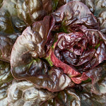 Load image into Gallery viewer, Lettuce, 'Queen of Hearts' – photo 3
