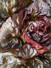 Load image into Gallery viewer, Lettuce, 'Queen of Hearts' – photo 3
