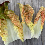 Load image into Gallery viewer, Lettuce, 'Queen of Hearts' – photo 4
