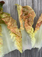 Load image into Gallery viewer, Lettuce, 'Queen of Hearts' – photo 4
