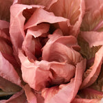 Load image into Gallery viewer, Close-up image of pink radicchio leaves with a soft focus effect.
