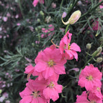 Load image into Gallery viewer, Larkspur, 'Salmon Beauty' – photo 3
