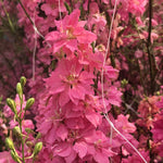 Load image into Gallery viewer, Larkspur, 'Salmon Beauty' – photo 2
