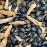 Load image into Gallery viewer, Bean, Pole Dry, 'San Bernardo Blue' – photo 2
