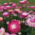 Load image into Gallery viewer, Strawflower, 'Silvery Rose' – photo 3
