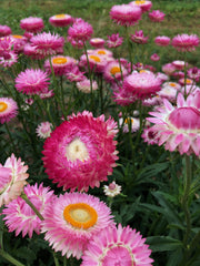 Load image into Gallery viewer, Strawflower, 'Silvery Rose' – photo 3
