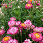 Load image into Gallery viewer, Strawflower, 'Silvery Rose' – photo 2
