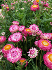 Load image into Gallery viewer, Strawflower, 'Silvery Rose' – photo 2
