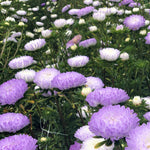 Load image into Gallery viewer, Aster, China, 'Tower Silver' – photo 4
