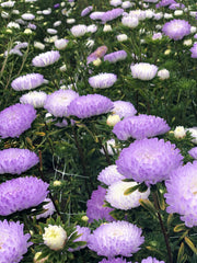 Load image into Gallery viewer, Aster, China, 'Tower Silver' – photo 4
