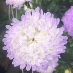Load image into Gallery viewer, Aster, China, 'Tower Silver' – photo 2
