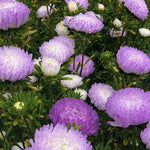 Load image into Gallery viewer, Aster, China, 'Tower Silver'
