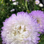Load image into Gallery viewer, Aster, China, 'Tower Silver' – photo 5
