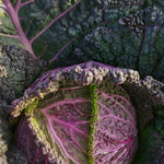 Load image into Gallery viewer, A close-up image of a 'Verza Moretta di Veronella' cabbage with green savoyed leaves that have purple blush on the exterior.
