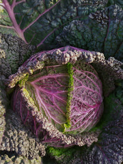 Load image into Gallery viewer, A close-up image of a 'Verza Moretta di Veronella' cabbage with green savoyed leaves that have purple blush on the exterior.
