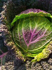 Load image into Gallery viewer, Cabbage, 'Verza Moretta di Veronella' – photo 2
