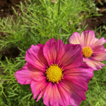 Load image into Gallery viewer, Cosmos, 'Xsenia' – photo 3
