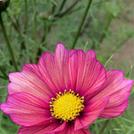 Load image into Gallery viewer, Cosmos, 'Xsenia' – photo 2
