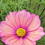 Load image into Gallery viewer, Cosmos, 'Xsenia'

