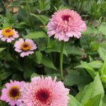 Load image into Gallery viewer, Zinnia, 'Zinderella Lilac' – photo 4

