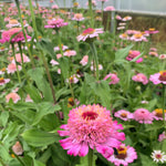 Load image into Gallery viewer, Zinnia, 'Zinderella Lilac' – photo 3
